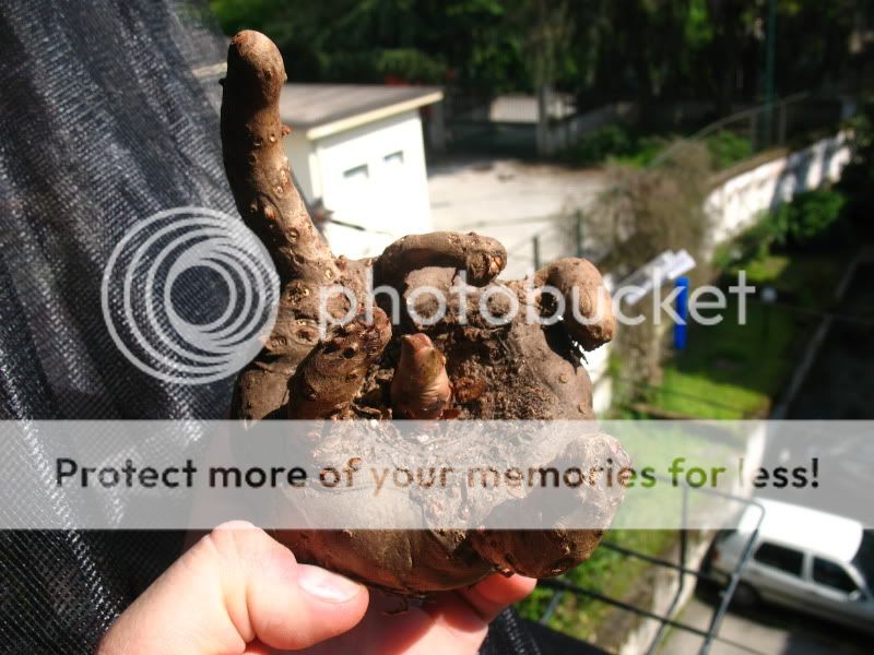 Posted Image