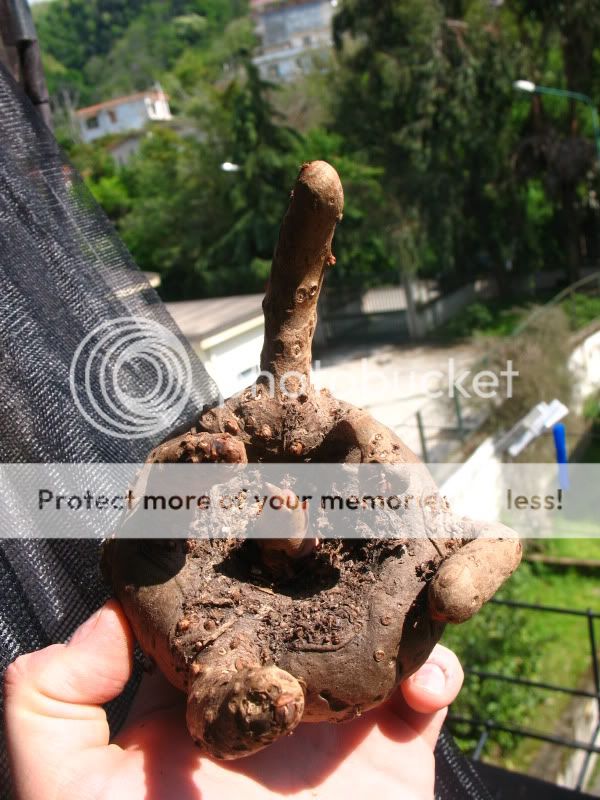 Posted Image