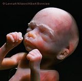 Scan_04aWeb.jpg 22 Weeks Gestational Age image by segamon