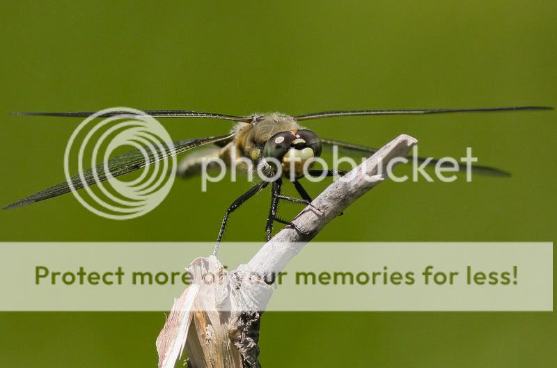 IMAGE: http://i534.photobucket.com/albums/ee349/ccswenson06/4791722174_3bbf313a70_b.jpg