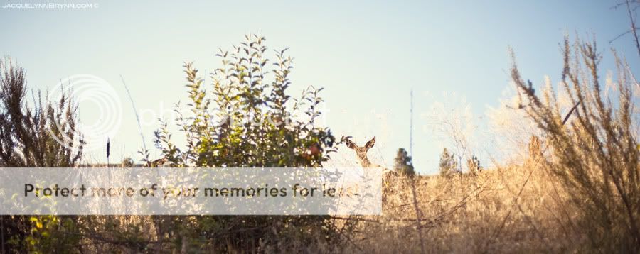 lake chelan,WA,Wapato Point,Bear Mountain,Deer,national forest,jacquelynn brynn photography,lake,map