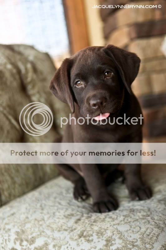 chelan portrait photographer