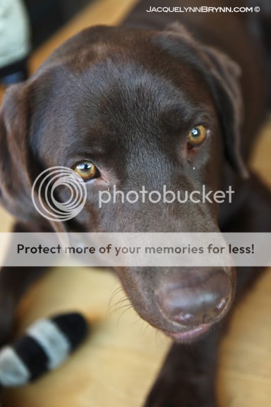 chelan portrait photographer